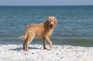 Photo of a Labradoodle standing on the sand by the surf