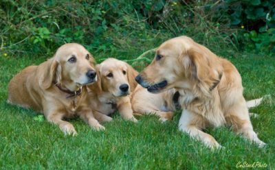 Photo of a female golden retriever with her two three month old puppies