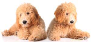 A photo of two goldendoodles lying side by side