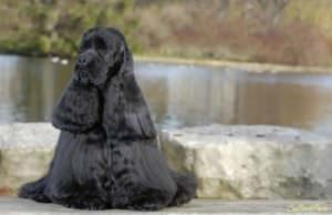 Photo of a black poodle sitting by a pond. the poodle is champion bloodline with show grooming