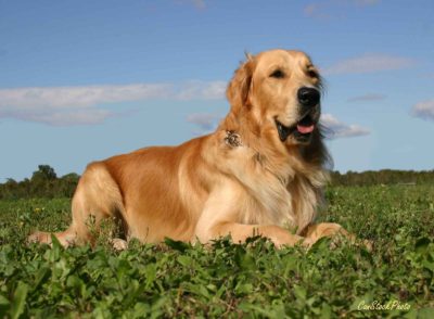 Photo of a male golden retriever lin on the grass