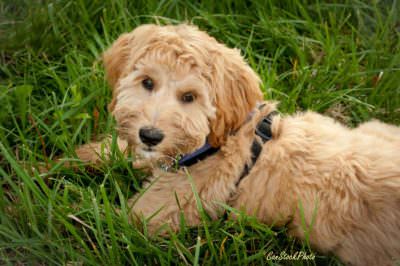 Photo of a goldendoodle puppy lying n the grass in the sun