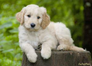 Photo of light brindle labradoodle puppie sitting on top of a stump with green vegetation in the background