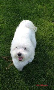 Photo of a happy dog at the park