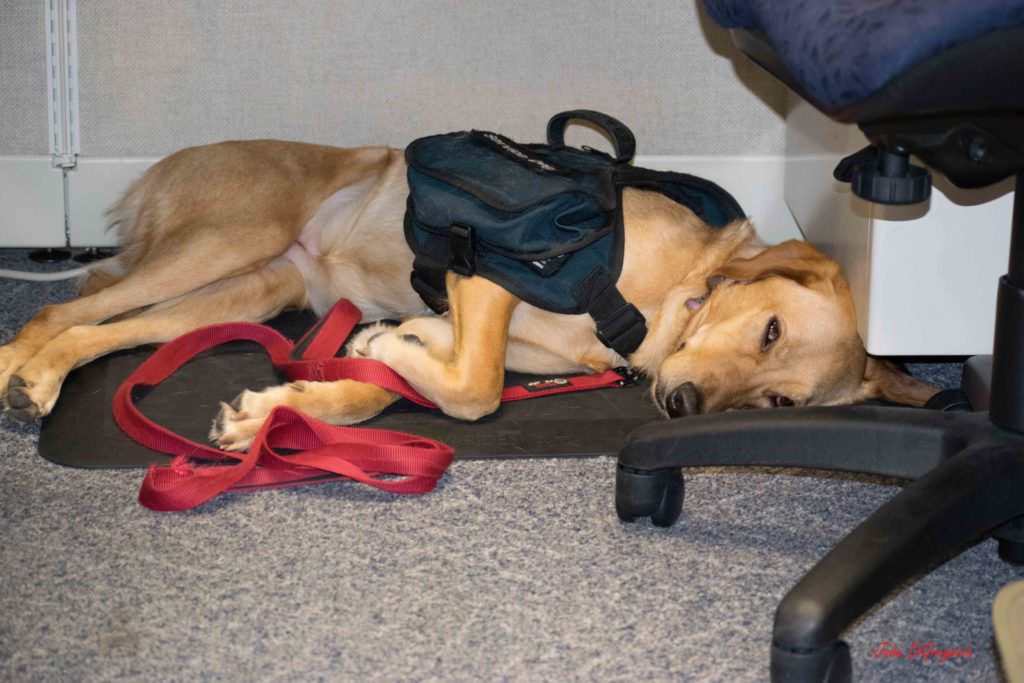 Photo of Mim sleeping under the desk at work