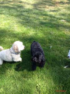 Photo of a white Maltipoo playing with a black cockerpoo