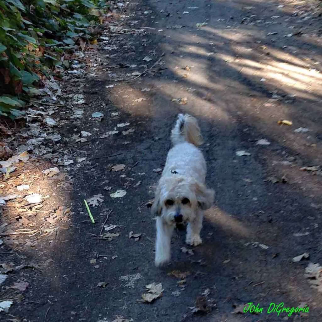 Photo of Toby hiking down a trail and staying close behind Johnnie after encountering a coyote