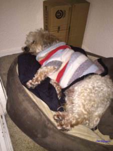 Toby wearing a striped wool sweater is lying on his be in the closet