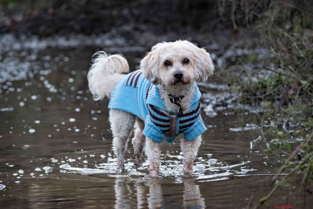 Toby in the puddle is happy dog