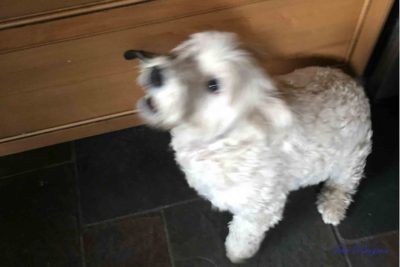 Photo of a white Westiepoo barking.