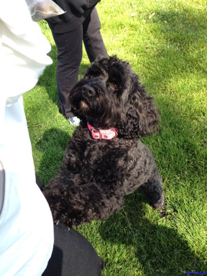 Photo of Zilla lifting up her front paws for a snack