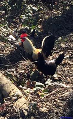 Photo of the tan headed rooster and a black hen.