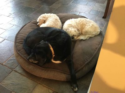 Photo of three dogs lying on a pillow on the kitchen floor