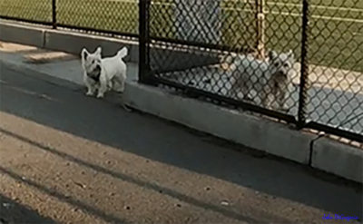 Photo of two West Highland white terriers standing on either side of a fence at the ballfield.