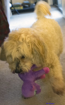 Photo of me with a purple monkey in my mouth.