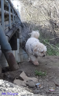 Photo of me next to a bridge sniffing for the missing catfood.