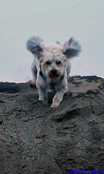 Photo of toby running down a sandy slope at the beach