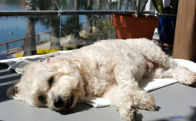 Photo of me lying on the porch, glowing in sunshine.