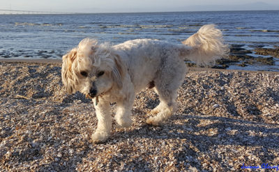 Photo of me walking on broken seashells.