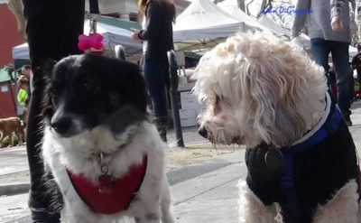 Photo of me looking at Lola at the market.