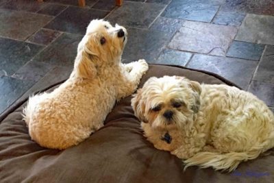 Photo of a westipoo on a brown pillow next to a Shih-tzu.