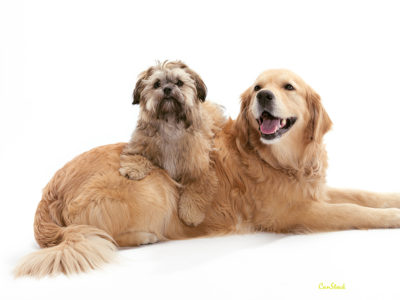 Photo of a brindle colored shihpoo on the back of a lying down golden retreiver.