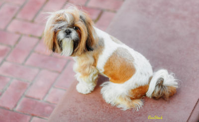 Photo of shihpoo sitting on a red stoop near a red brick floor.