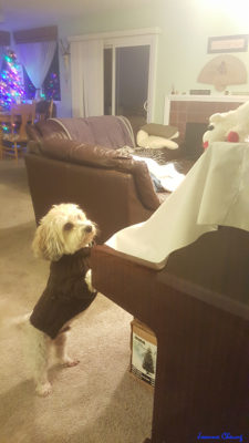 Photo of me with my paws on the piano bench looking up at the lamb.