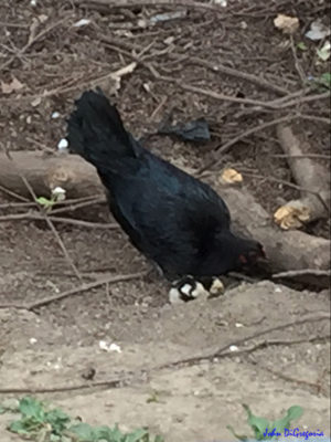 Photo of an all black hen hovering over her little chick.