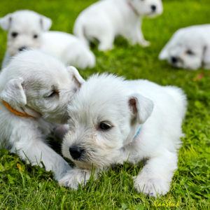 Photo of four whitish schnauzer puppies lying on the grass.