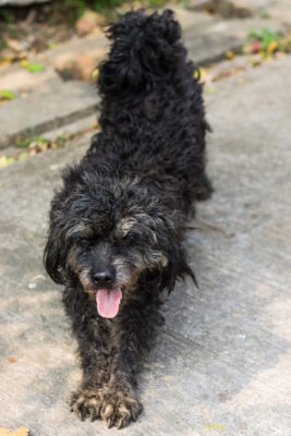 Photo of a salt and pepper faced black schnoodle.