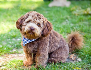 Brown with tan faced puppy with blue and white checkered neckerchief.