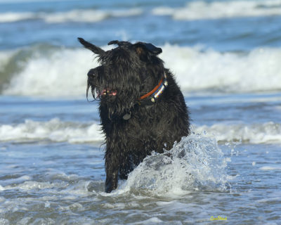 Photo of a large black schnoodle standing in a few inches of water at the surf.