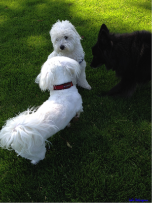 Photo of the dude, izzy and the young Maltipoo facing each other.